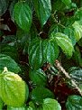 Betel Leaves of Kumbakonam